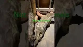 #NotRealAnimals #Realistic #Noah&rsquo;sArk #ArkEncounter, #Animals #Dinosaur #Hippos ￼