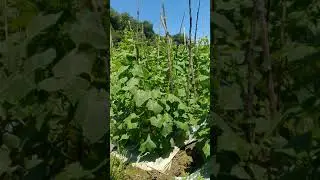 timun Padang super