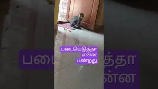 படையெடுத்து என்ன பண்றது #tstmreviews #tamil #funnyanimal #petsrule #funnycat #funny #funnypet