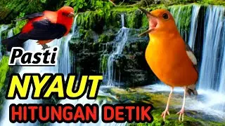 Masteran Anis Merah Alam Sungai &ndash; Natural River Bird Sound for Faster Gacor