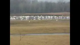 Swans spring migration Lowbanks, Ontario