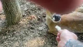 Wisconsin Dells Deer Park 2023 - Part 2