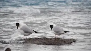 Brown-headed gulls spotted by Yamdrok Lake in China's Tibet