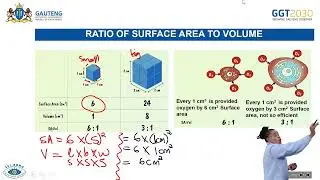 Gaseous Exchange: Requirements Human Gas Exchange - Structure and Location