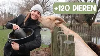Werken in mijn dierenopvang | VLOG