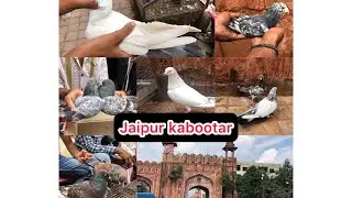 जयपुर गाटगेट कबूतर मार्केट 3/10/25 