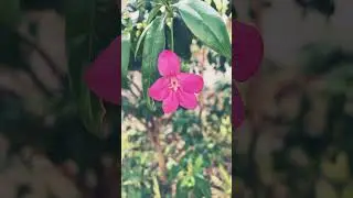 Iphone camera testing #flowershot #park #iphone #closeup