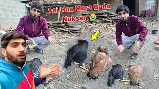 Kokad Business Mai Nuksan Kaise Hua 😥 Ehsan Vlogs