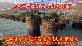 今年は水不足になるかもしれません（親株をチェックしながら気候の変化への対応考えます）　いちご農家の日々のお仕事　＃１３８４