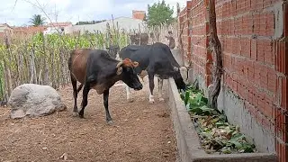BANANEIRA NA ALIMENTAÇÃO DO GADO,COM A FALTA DE CHUVA A COMIDA TÁ FICANDO POUCA.