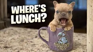 Tiny Frenchie Screams for Lunch — He Could Eat the Whole World Today 😂🐶