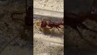 New bull ant queen! #shorts #ants