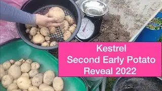 PINAY UK LIFE : Harvesting Second Early Potatoes 2022 | Kestrel 🥔🥔🥔 Growing in containers