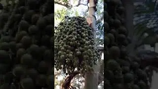 JAGGERY PALM #shortvideo #amazing #beautiful #viral #viralvideo #shorts