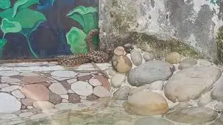 Reptile House with amazing fun