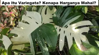 Apa Itu Variegata / Varigata? Kenapa Harganya Mahal? Tanaman Hias Variegata | Puzzpa Garden
