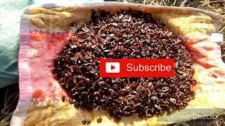 Jinsi yakuandaa mbegu za tikiti kabla ya kupanda/watermelon seeds germination