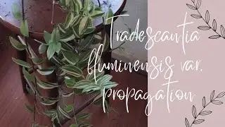 Tradescantia fluminensis var. propagation #plants #propagation #tradescantia