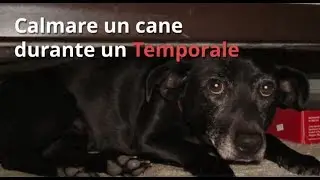 Calmare un Cane che ha paura dei Tuoni durante un Temporale