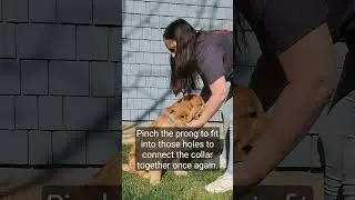 Prong Collar Fitting l Rooted Dog Training