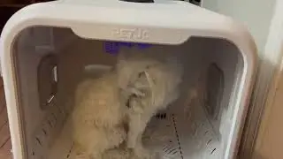 PvEvTv Automatic Pet Dryer Box for Cats and Small Dogs Review, Professional grooming results and pos