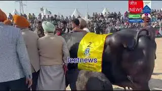 पिहोवा PDFA 2025 कैथल की ये भैंस आई प्रथम तोड़े रिकॉर्ड 