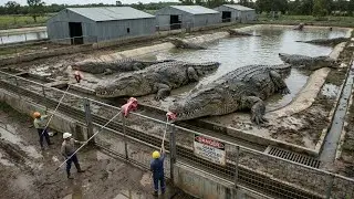 The Complete Crocodile Farming Process You Rarely Get to See