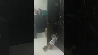 mashallah #catshorts #banglacat #bd #fypage #cattalking  #petlover #pets #banglacomedy #prettycat