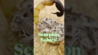 Scorpion Babies on Her Back 🦂 #scorpion #wildlife #facts #natureuncovered #shorts