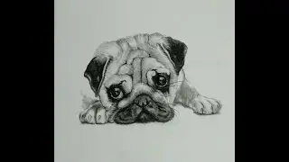 Realistic Charcoal Pencil Sketch of a Cute PUG Dog | Easy Steps