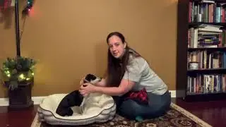 Dog Training Advent Calendar - 13 Days till Christmas!
