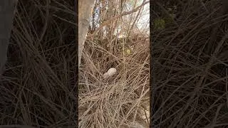 colocando los huevitos de pajaritos en un nido #shorts