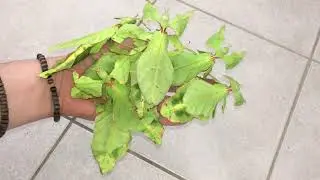 Bunch of walking Leafes 😱