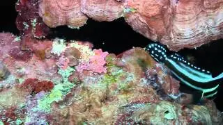 Juvenile Drummerfish