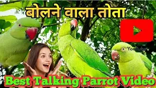 Bolne wale parrot video #parrot #funny #talkingbird #birds #talkingbird #birdsong #petbird #petbird 