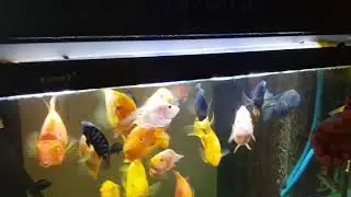 #BSFL # Feeding for fishes.