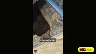 Icon Pest Squirrel Removal &ndash; Backyard Entry Point Repair with One-Way Door