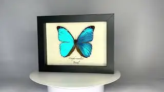 MORPHO MENELAUS MUSEUM