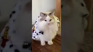 The Royal Cat 🐈