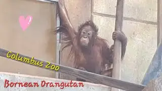 Baby Girl Clementine 🩷 Bornean Orangutan at Columbus Zoo 