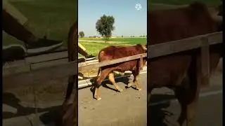 Bell Gadi ! Wonderful Bulls Cart!  Single Bull Cart #Shorts