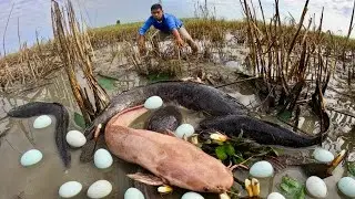 Unbelievable! hand fishing, catch a lot of fish by hand at field