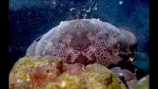 スベスベマンジュウガニ 　Brown Egg Crab　Atergatis floridus