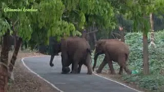 കാട്ടാനകളെ തുരത്തി കാട്ടുപോത്തുകൾ #elephant #attack