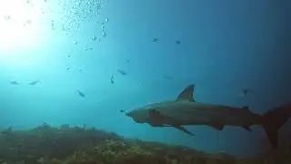 Canal Rocks Yellingup shark time