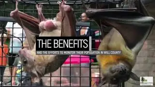 The Benefits of Bats