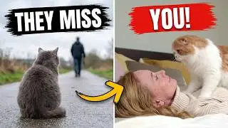 10 Signs Your Cat Misses You: The Last One Will Melt Your Heart!