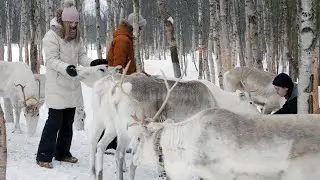 Reindeer farm visit and sleigh ride in Posio, Lapland