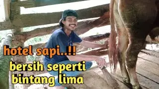 kandang sapi sederhana lantai kayu‼️super bersih dan nyaman