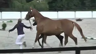 KANSAS JTN (Kiliman Sitte- Kaskada/ Druh- Reval) colt 2022